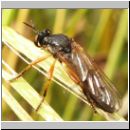 Dioctria cothurnata - Raubfliege 09.jpg